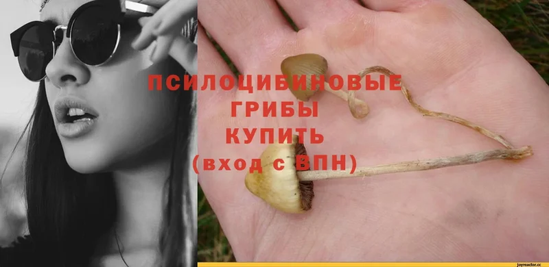 Галлюциногенные грибы Psilocybe  кракен онион  Уржум 